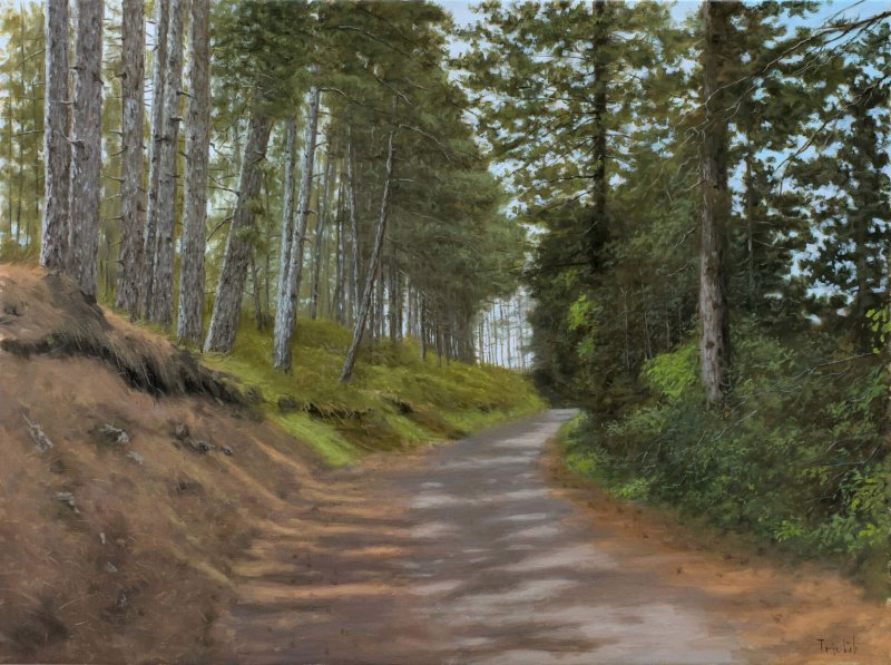 Rocky Road Through the Pine Forest