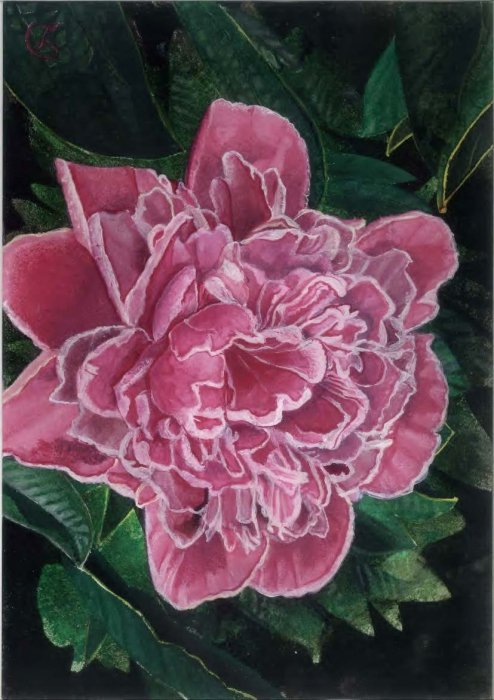 Red peony, Painting Labović Dusan