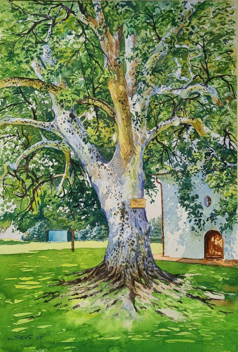 The old plane tree