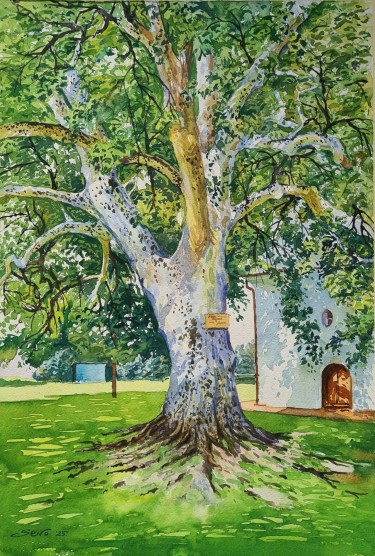The old plane tree, Painting Ševo Dejan