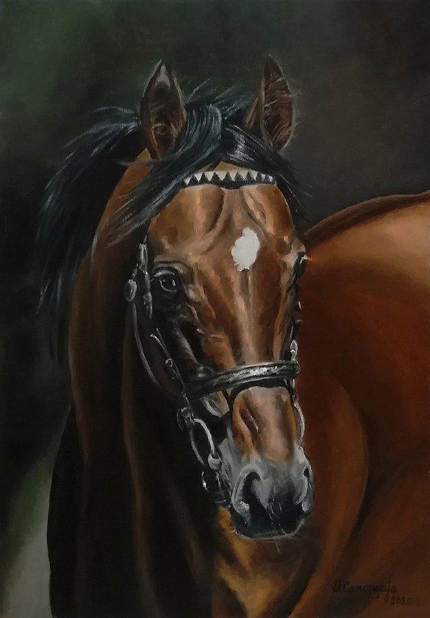 Horse 1