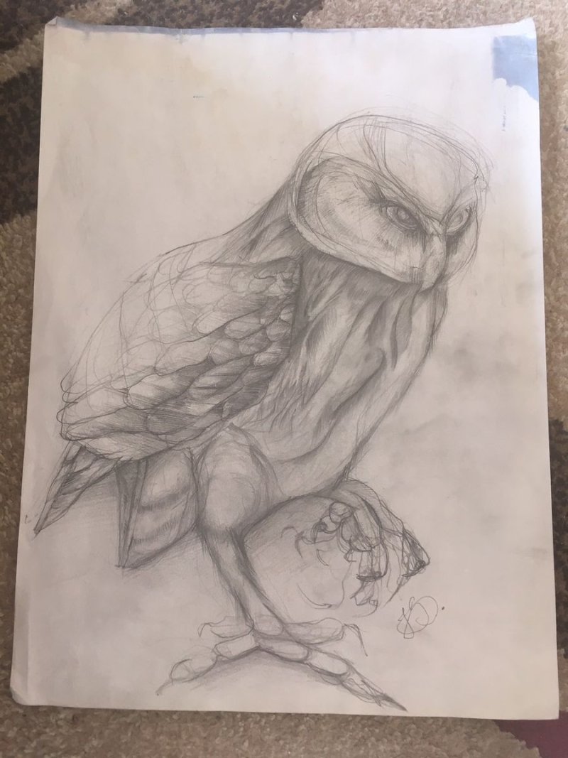 `Owl`