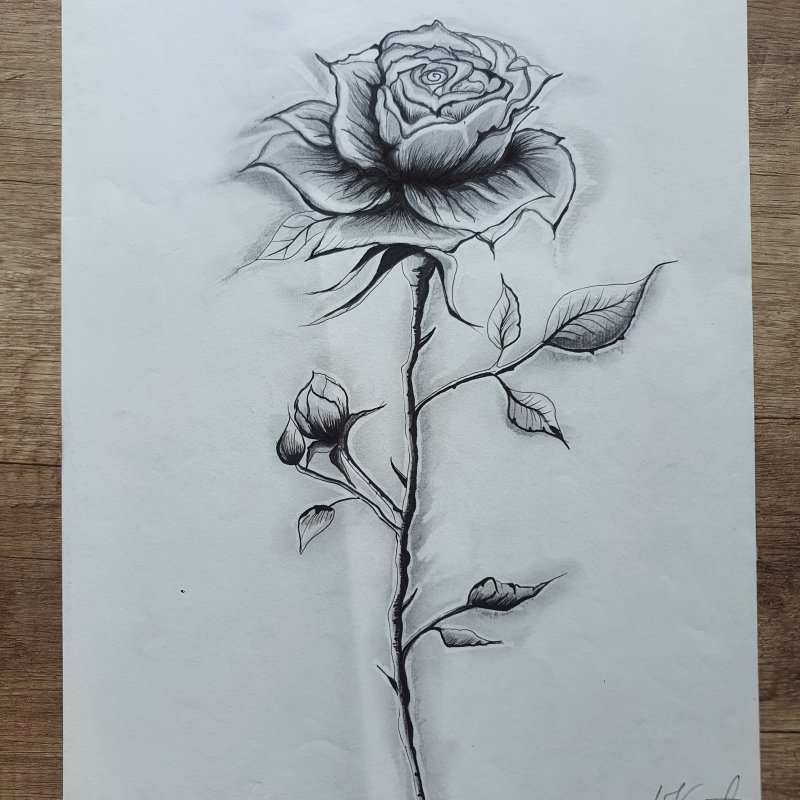 Flower, Drawing Ljiljana Kostic