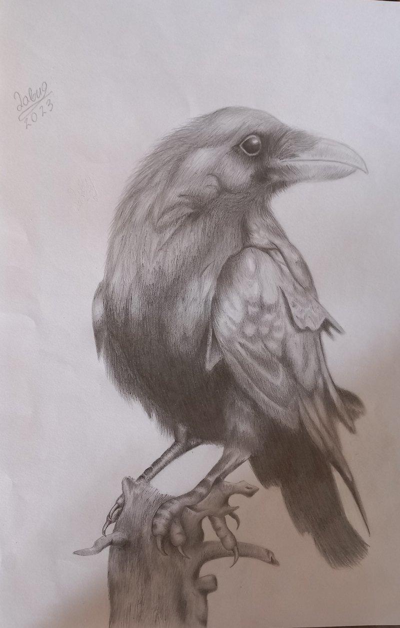The Raven, Drawing David