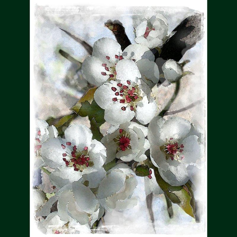 pear blossom, Digital Art ivan georgiev
