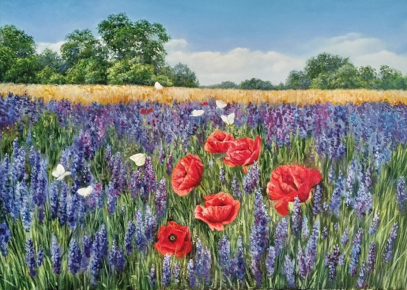 Poppies in Lavender Field