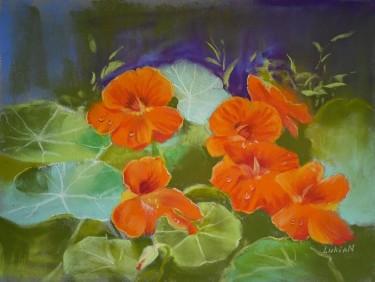 Nasturtiums in the Evening Garden