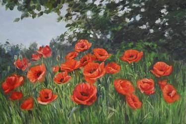 Red Poppies in the Sun