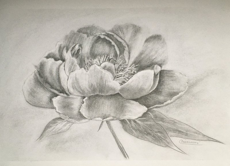 Rose, Drawing Mirjana Dokmanović