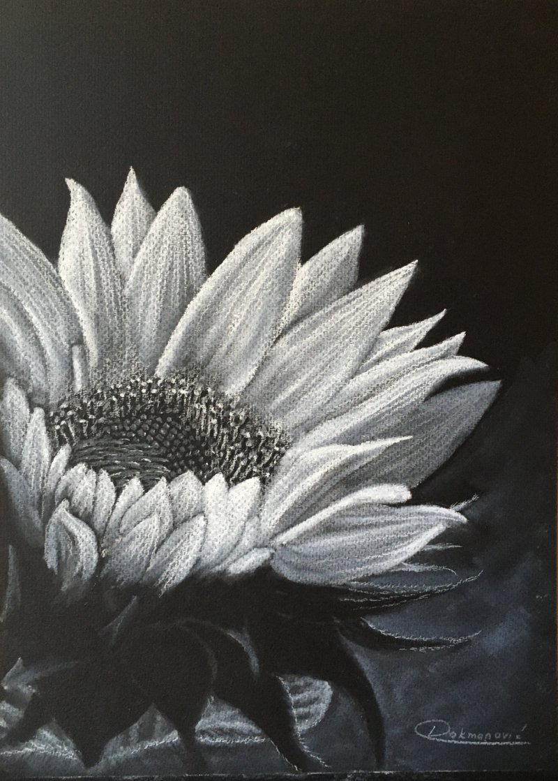Sunflower, Painting Mirjana Dokmanović