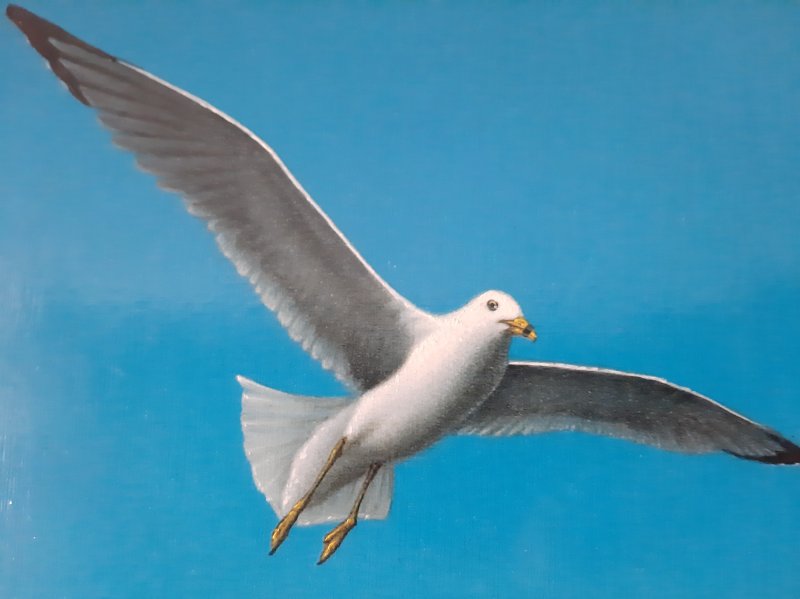 Seagull, Painting Milenko Perić