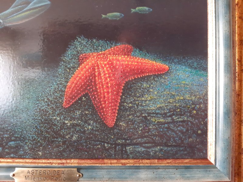 Asteroidea, Painting Milenko Perić