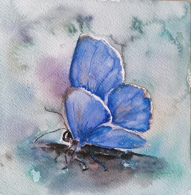 Butterfly, Painting Zorica Bugarski