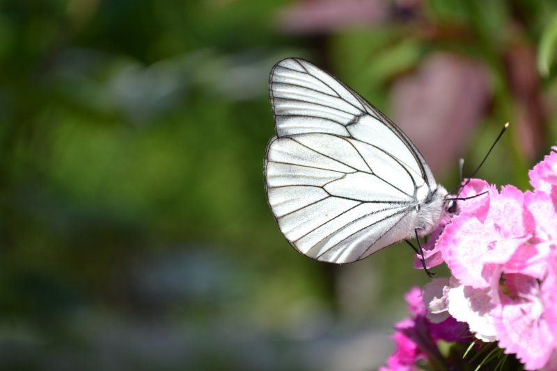 butterfly on flowers, Photography Dushko Sofronieski
