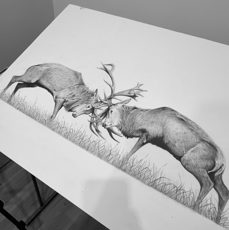 Deer fight, Drawing Srdjan Djukic