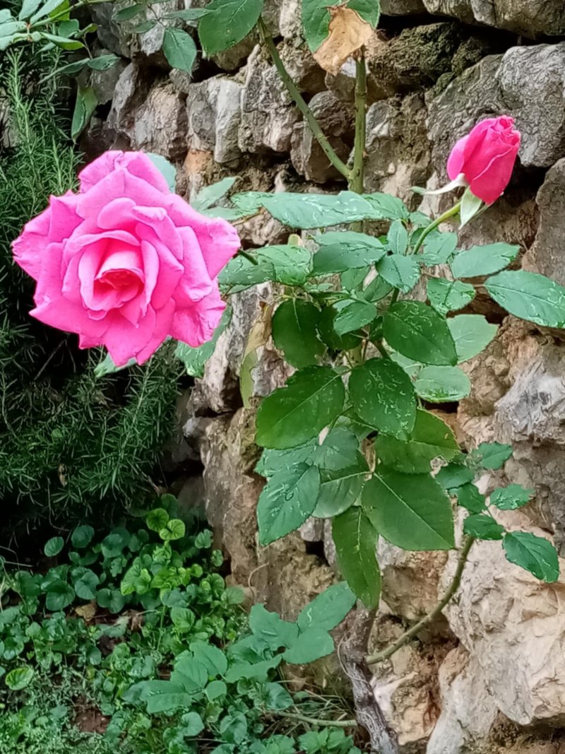 Two pink rose stems, Photography Andrej Macura