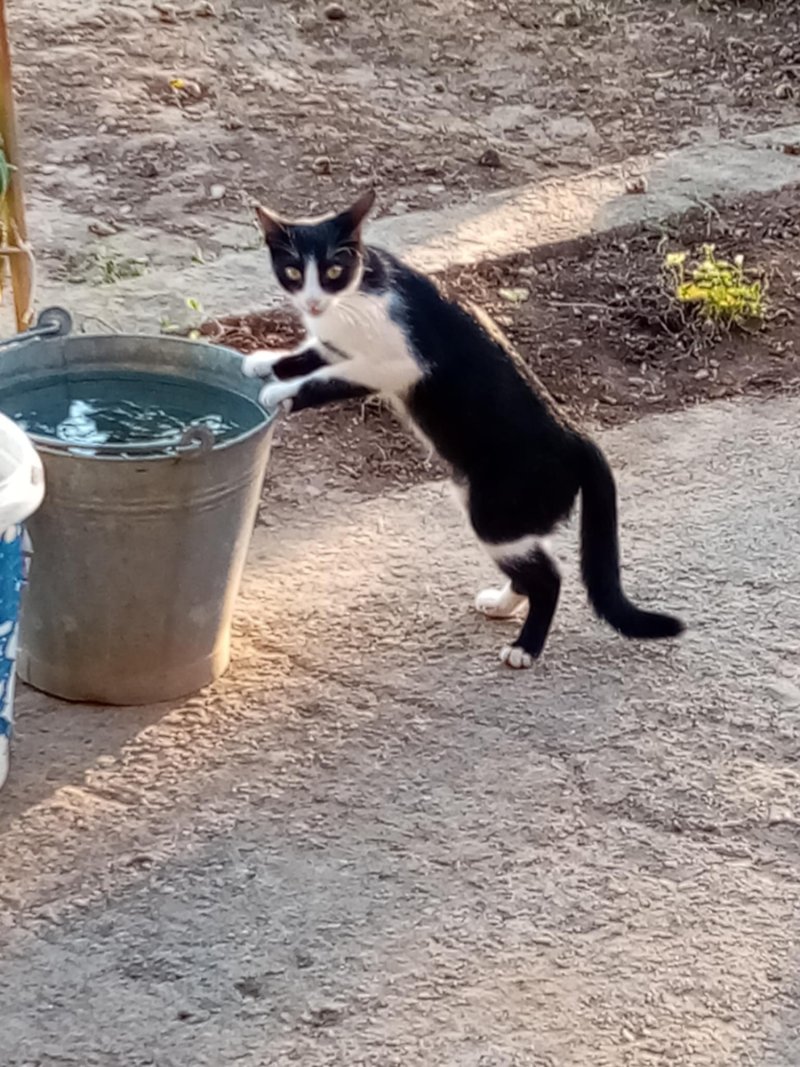 The cat climbs on the water bucket, Photography Andrej Macura
