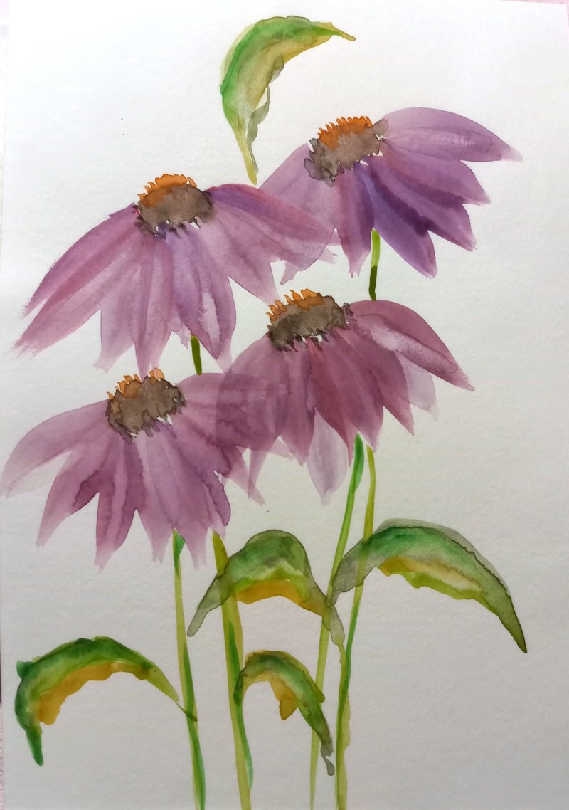 Ehinaceya, Painting Olgica Nikolić