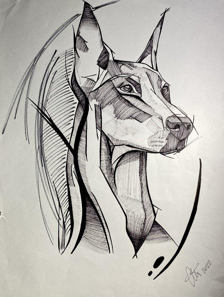 Doberman, Crtež Marija Miljković