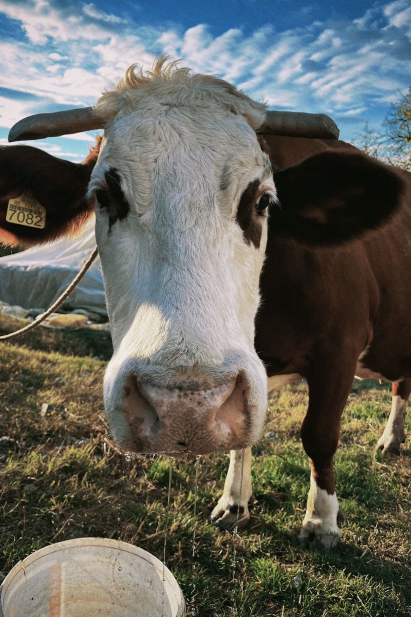 A cow, Photography Marija Arsenovic