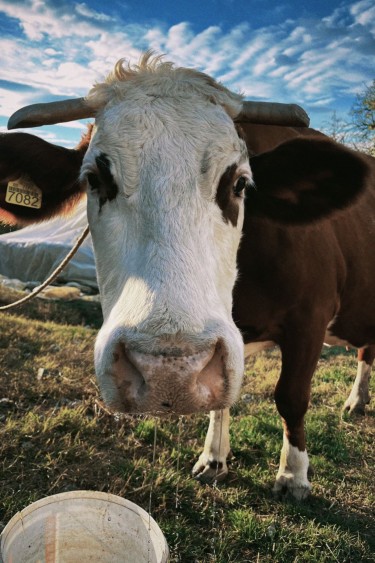 In Room: A cow