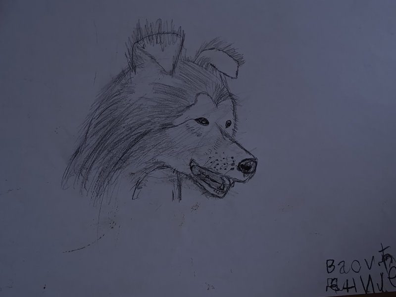 Dog, Drawing Danijel  Vasic