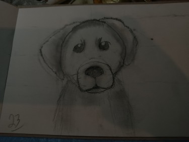 Drawing of a dog, Drawing Danijel  Vasic