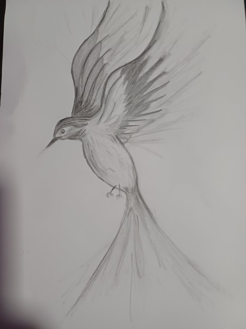Wings of Unrest, Drawing Jelena Pavlović