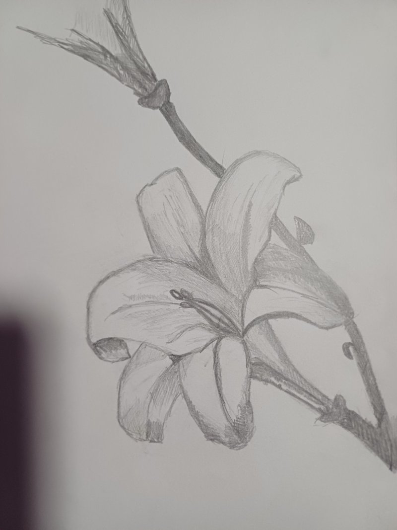 Flower, Drawing Jelena Pavlović