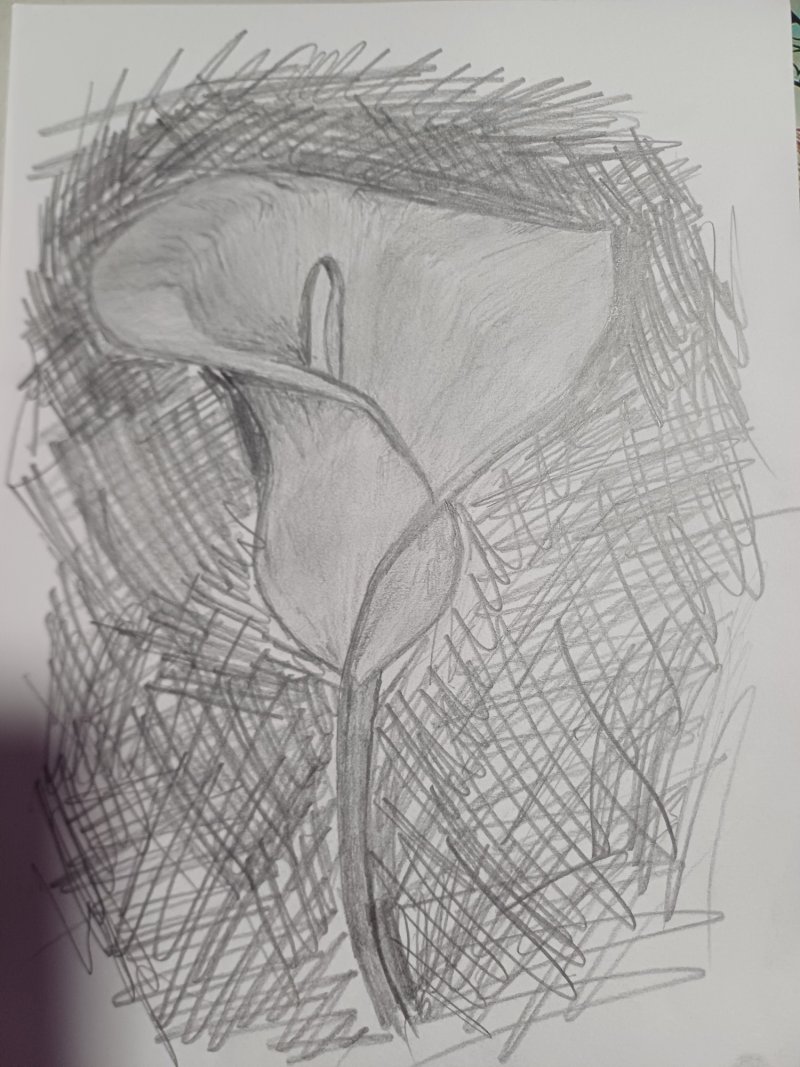 Flower, Drawing Jelena Pavlović