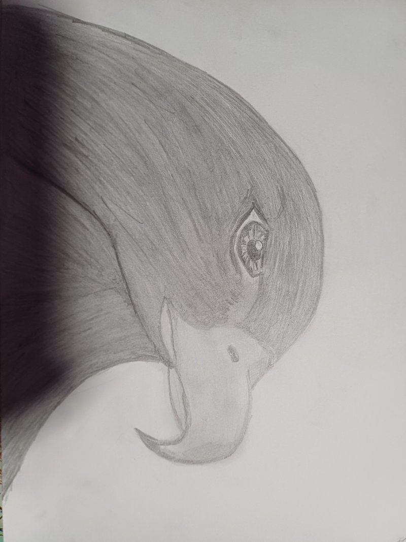 Bird, Drawing Jelena Pavlović