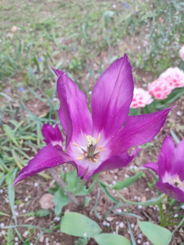 pink flowers in the garden, Photography Milica Hinic