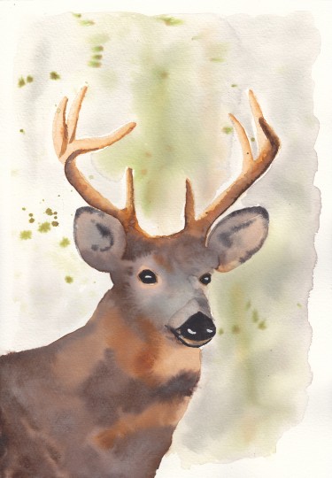 Deer