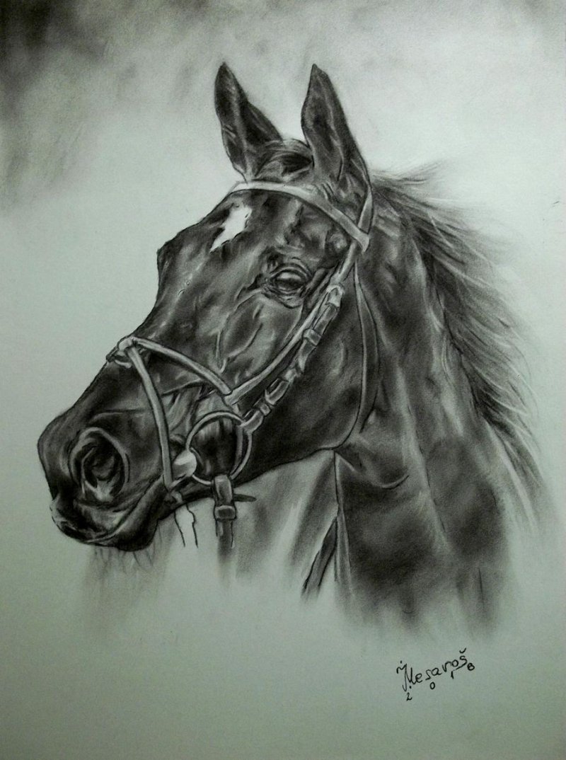 Black horse, Drawing Mesaroš Joži