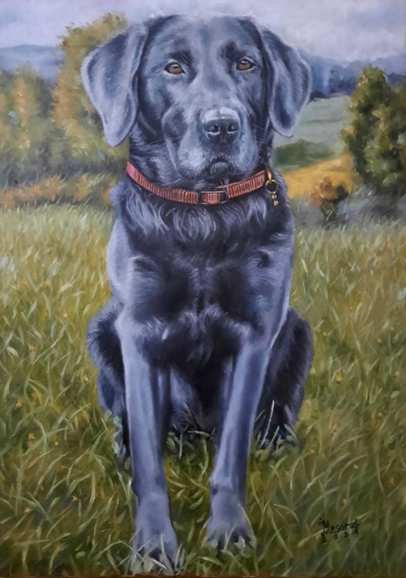Labrador retriver, Slika Mesaroš Joži